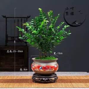 紫檀木盆栽- Top 1000件紫檀木盆栽- 2024年3月更新- Taobao