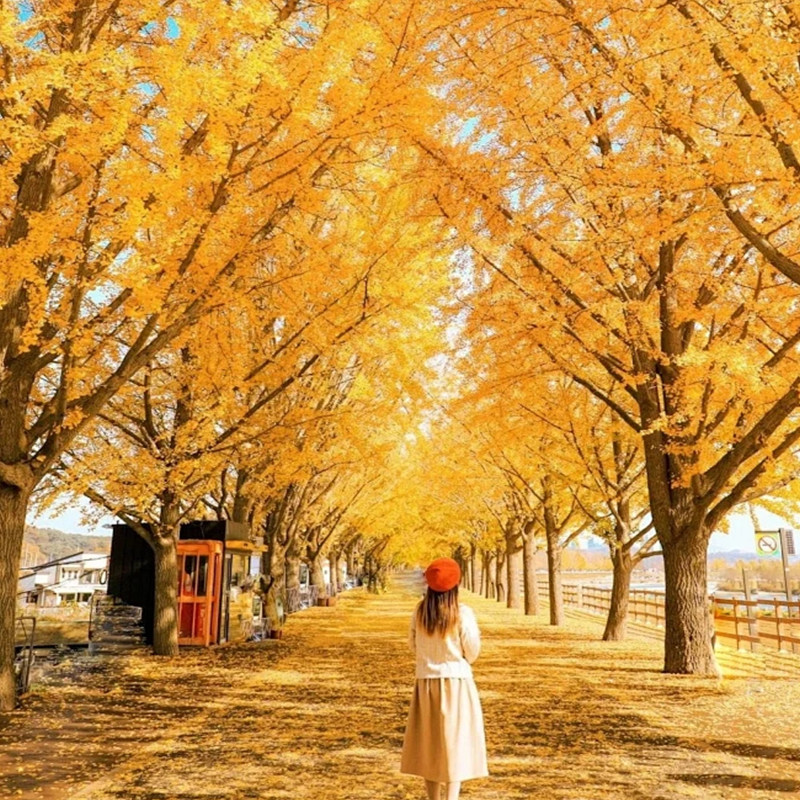 【全国出发】云南旅游保山腾冲芒市天5晚双飞双动金秋银杏村和顺