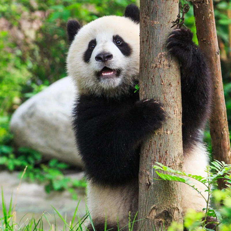 四川成都出发九寨沟黄龙熊都江堰山峨眉山旅游纯玩5天4晚跟团游