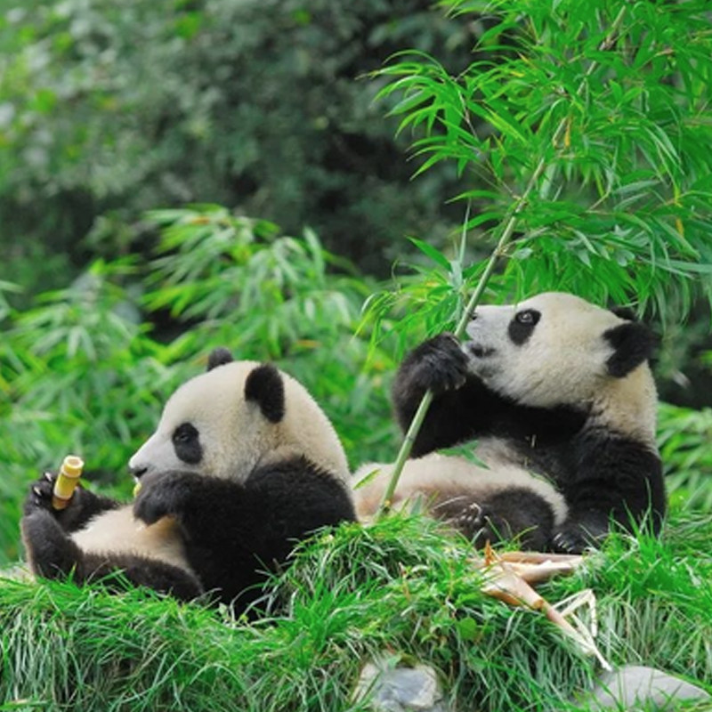 成都出发熊猫基地三星堆纯玩一日游