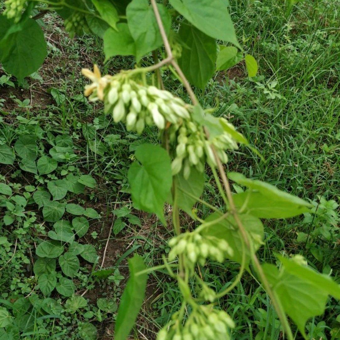 食用夜香花苗千里香苗夜兰花夜香花新鲜四季食用花园可吃耐热-淘宝网