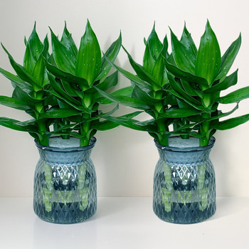 Guanyin Bamboo Fugui Bamboo Wenchang Bamboo Four Seasons Winning Water Cultivation Green Plant Indoor Bedroom Purify Air and Removal of Formaldehyde Plants