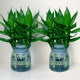 Guanyin Bamboo Fugui Bamboo Wenchang Bamboo Four Seasons Winning Water Cultivation Green Plant Indoor Bedroom Purify Air and Removal of Formaldehyde Plants