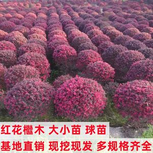 
Safflower seedlings courtyard green plants Safflower balls are cold-resistant and good at feeding evergreen garden greening project seedlings in all seasons