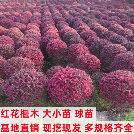
Safflower seedlings courtyard green plants Safflower balls are cold-resistant and good at feeding evergreen garden greening project seedlings in all seasons