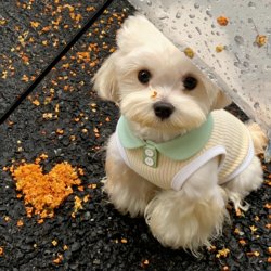 Dog Clothes Pet Small Dog Spring Thin Clothing 2026 New Style Vest Cool Clothes Summer Bichon Teddy Cute