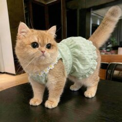 Cat Clothes Anti-Shedding Thin Summer Dress for Devon Rex and Ragdoll Cats 2026 New Model Pet Dog Clothes