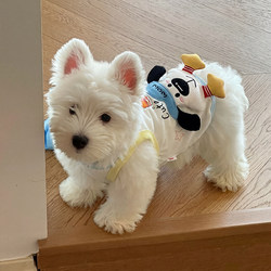 Dog Clothes for Small Dogs, Pets, Bichon Frise, Small Dogs, Thin Summer Vest, Cat Clothes, 2026 New Model, 3D Doll