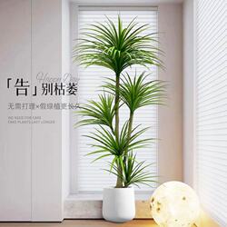 Dragon Blood Tree Simulated Green Plants Classy Accessible Luxury Living Room Floor-Standing Large Indoor and Outdoor High-Quality Bonsai Ornaments Fake Trees