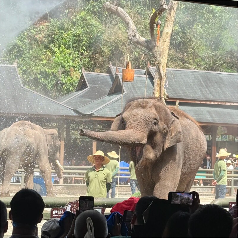 云南西双版纳旅游野象谷+森林公园纯玩一日游 孔雀放飞 野象踪迹