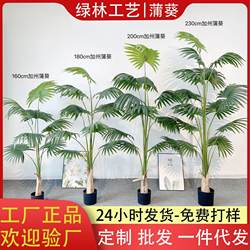 Nordic tropical California Palm Smooth Smooth Smooth Smooth Smooth Smooth Smooth Smooth Smooth Smooth Smooth Smooth Smooth Smooth Smooth Smooth Smooth Smooth Smooth Smooth Smooth Smooth Smooth Smooth Smooth Smooth Smooth Smooth Smooth Smooth Smooth Smooth Smooth Smooth Smooth Smooth Smooth Smooth Smooth Smooth Smooth Smooth Smooth Smooth Smooth Smooth Smooth Smooth Smooth Smooth Smooth Smooth Smooth Smooth Smooth Smooth Smooth Smooth Smooth Smooth Smooth Smooth