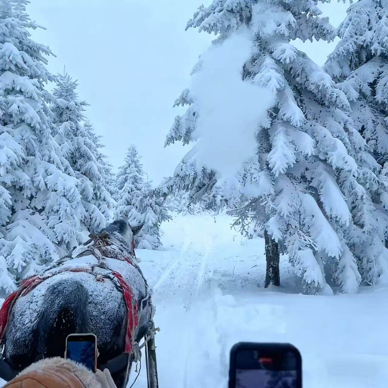 雪乡+漠河纯玩10日“爸爸去哪儿”大雪谷+雪乡+马拉爬犁+雪圈畅玩