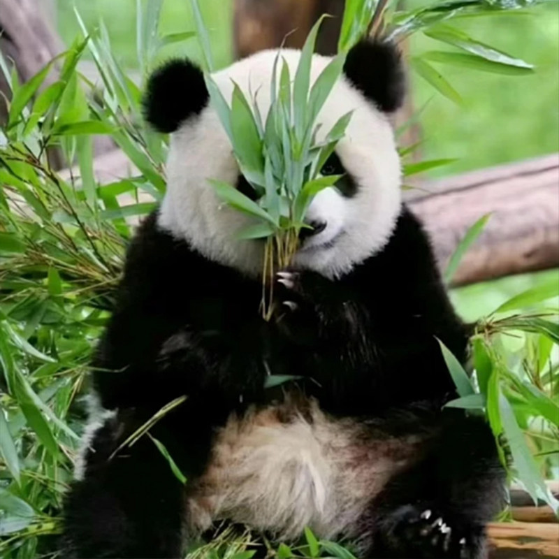 1人起订|5天4纯玩0购物0自费|四川旅游九寨沟黄龙熊猫乐园/都江堰