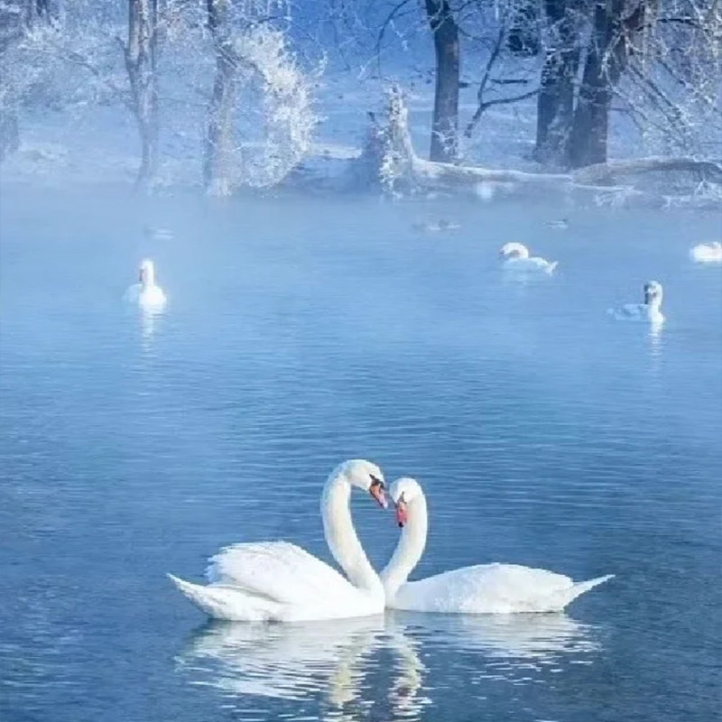 新疆北疆全景旅游10日游6人纯玩小团4钻酒店禾木小木屋环赛里木湖