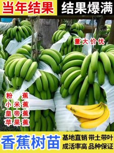 Cold -resistant banana saplings Banana tree apple banana powder banana potted dwarf batch of banana fruit saplings southern planting