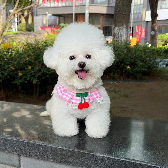 
Dog leash harness cat vest type Pomeranian Teddy Bichon dog walking rope small and medium-sized dog chain