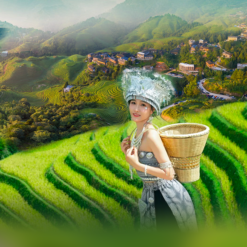 【桂林龙脊梯田】包车纯玩小团1日游金坑梯田+黄洛瑶寨+平安梯田