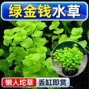 
Green money water grass grass fish tank landscaping fish culture hydroponic green plants negative real grass novice lazy underwater leaves