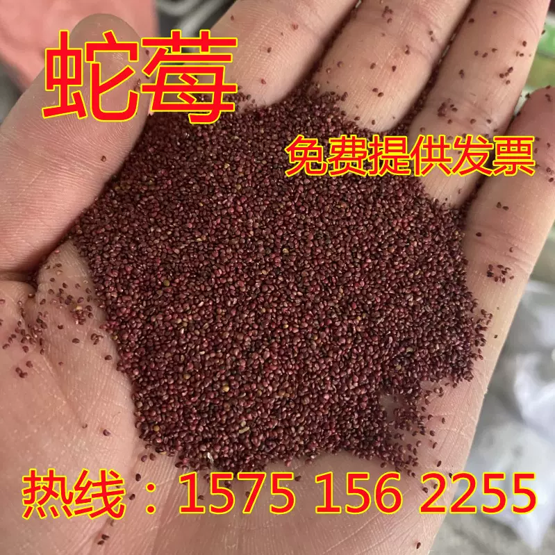 蛇莓种子野生草莓种籽多年生园林地被点缀花籽覆盆子庭院盆栽包邮 Taobao