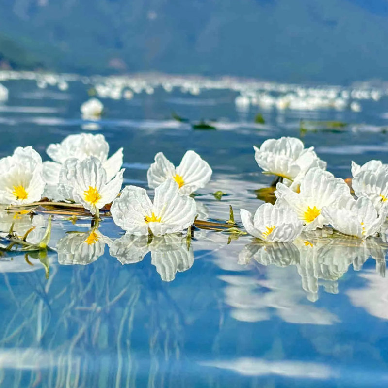 云南纯玩小团丽江古城泸沽湖玉龙雪山蓝月谷云沙坪5天4晚旅游跟团