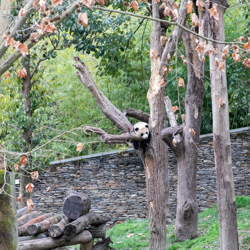 成都卧龙中华大熊猫苑神树坪基地|直通车|可选|纯玩无购物|一日游