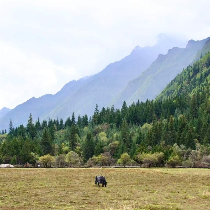 成都往返四姑娘山|可选双桥沟/长坪沟纯玩无购物|雪山峡谷一日游