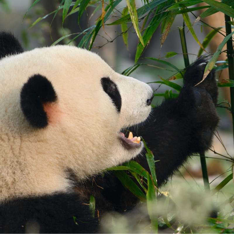 成都卧龙中华大熊猫苑神树坪基地|直通车|可选|纯玩无购物|一日游