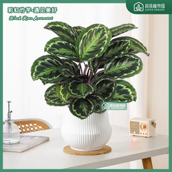 Rainbow arrowroot potted colorful leaf ornamental green plants and flowers indoor formaldehyde removal and good for raising green plants
