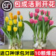 Imported tulip balls hydroponic flowers and plants bloom all seasons seeds indoor pots and seedlings water to keep them alive