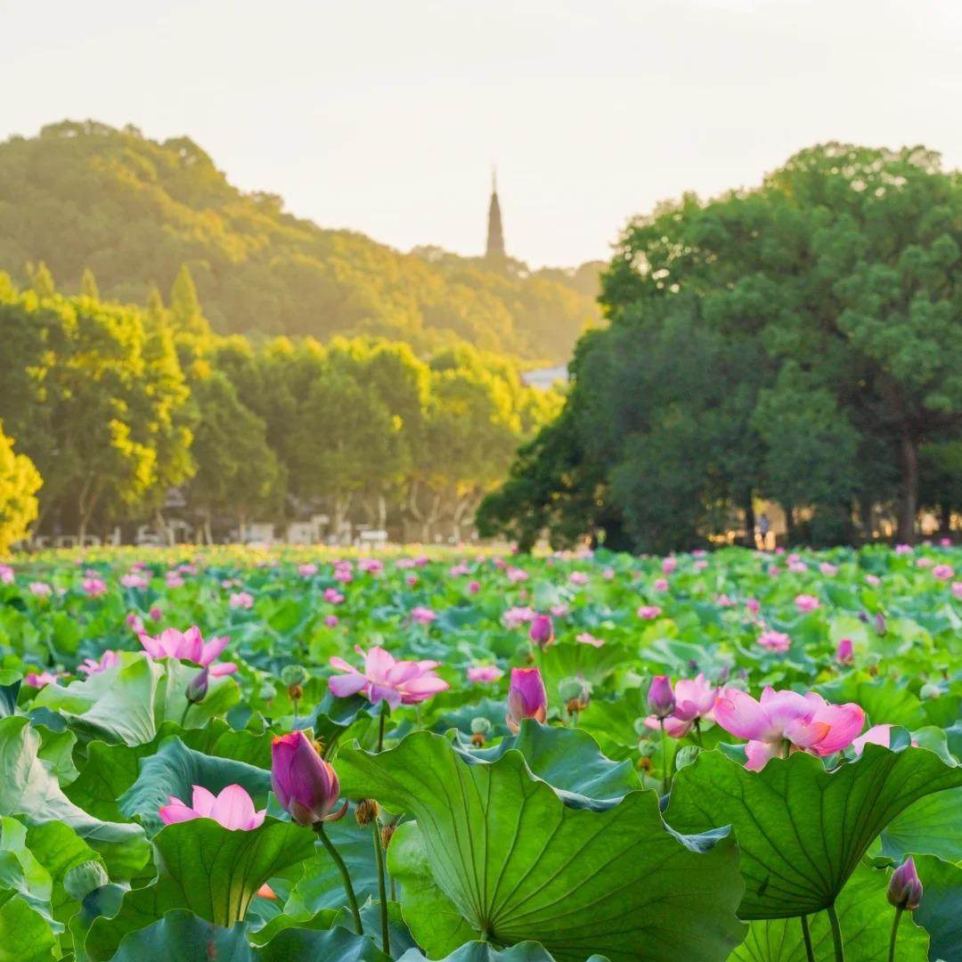 西湖风景名胜区休闲船+三潭印月登岛(花港观鱼码头)+人工讲解