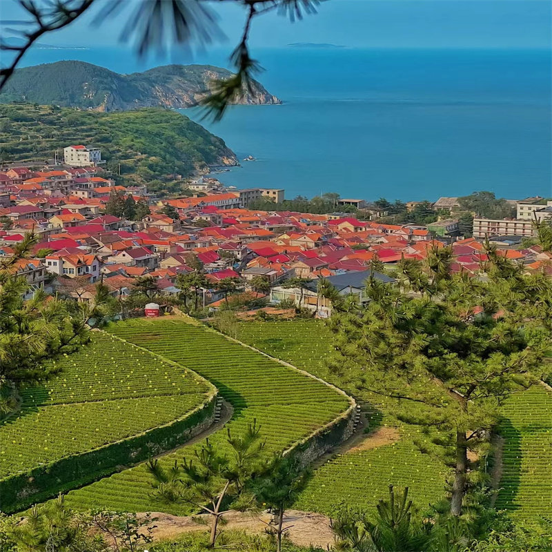 【包车出行/一单一团 /不起早/行程自由】 青岛崂山仰口+太清+