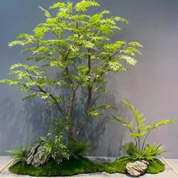 Simulated Green Plants, Chicken Claws, Fake Green Maple, Maple Trees, Fake Trees, Landscaping Windows, Tea Rooms, Window Plants, Decorative Ornaments