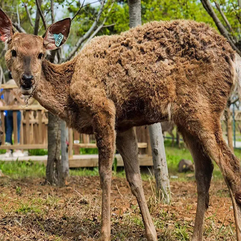 大连旅游5日游 棒棰岛+日俄监狱+恐龙探海+海洋馆 一家一车纯玩团