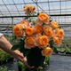 Juice balcony rose flower seedlings blossom rose seedlings four seasons potted flowers climbing plants vine rose green plants