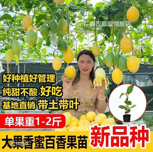 
Large fruit fragrant honey passion fruit seedlings pure sweet papaya passion fruit grafted seedlings bear fruit in four seasons new variety passion fruit tree fruit