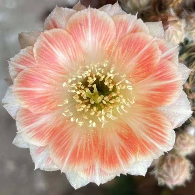 
Big flowers, colorful grass, flowering, cactus, succulent plants, indoor and outdoor balcony, flowers and green plants are easy to feed potted plants