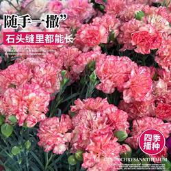 There Is a Small Courtyard at Home with Some Empty Flower Pots. Planting Carnations in Them Will Result in a Colorful and Beautiful Display