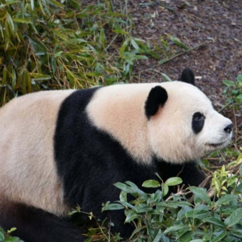 包车游&都江堰+熊猫谷&一单一团&不拼车&亲子出游&无购物&无猫腻