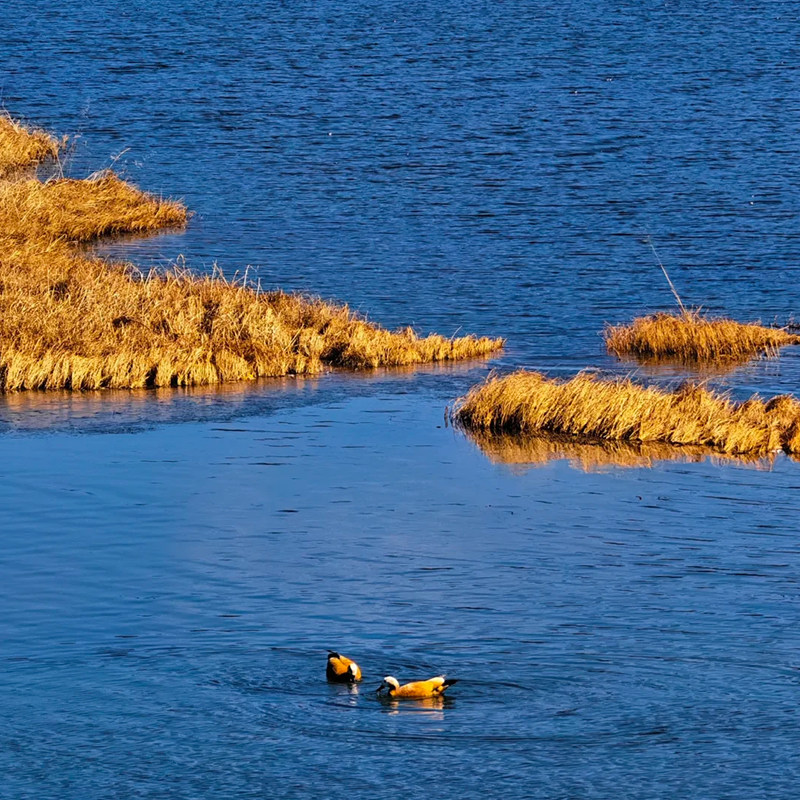 大理|丽江出发香格里拉2日游普达措独克宗古城大经幡虎跳峡含衣氧