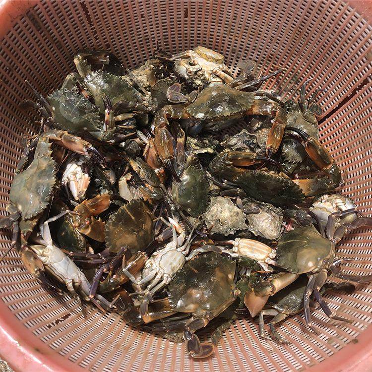 厦门小嶝岛亲子赶海一日游抓螃蟹当地海鲜餐可选独立团加帆船出海