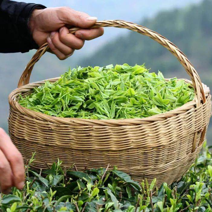 武夷山天游峰云窝一线天武夷宫竹筏漂流大红袍景区精致小团3天2晚