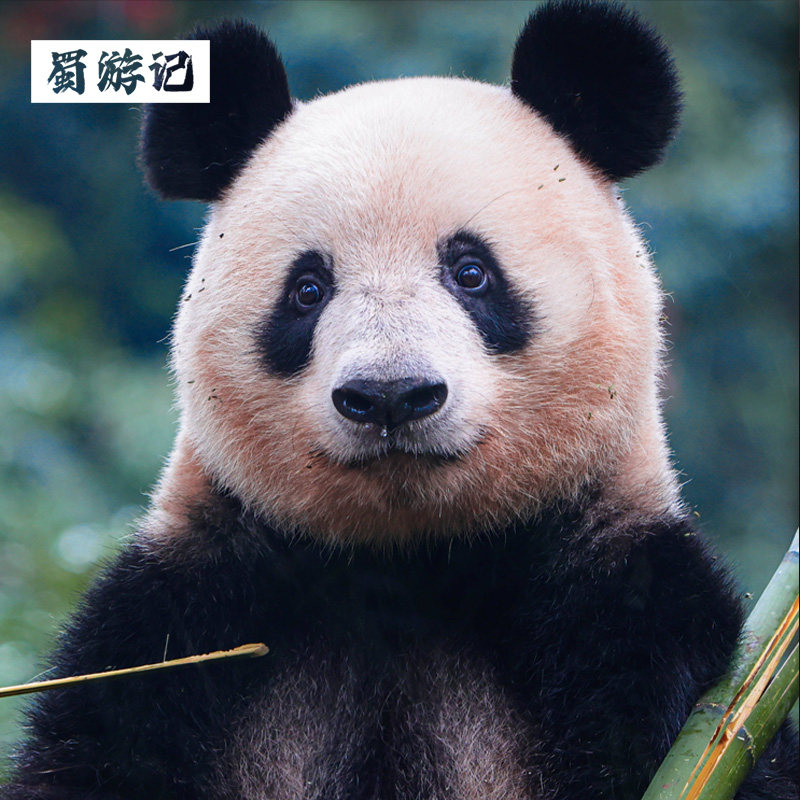 暑假不涨价2-8人团 成都三星堆熊猫都江堰乐山纯玩一日游