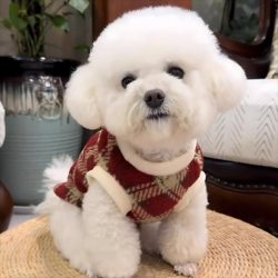 New Autumn and Winter Pet Clothing for Dogs and Cats, Thickened Winter Vests for Small Dogs Like Teddy and Bichon, and Fleece-Lined for Cats