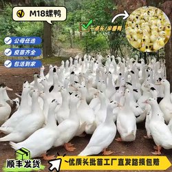 Fujian authentic white Muscovy duck seedlings SF free shipping