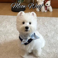 Pet Bib, Cute Cartoon, High-Looking, Good-Looking Dog Saliva Towel, Bib for Small and Medium-Sized Dogs, Universal for Cats and Dogs, Photo Props