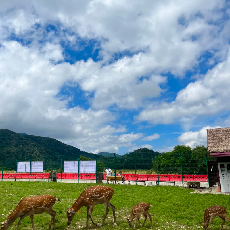 『湖北神农架+大九湖+宜昌三峡全景3日游』司机兼向导/私家包车游