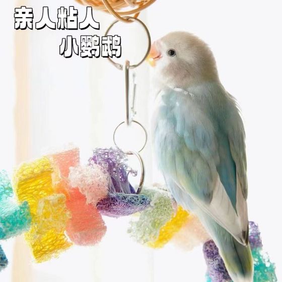 High -end characteristic peony parrot pornographic live birds suitable for pets with hand -raising loved one
