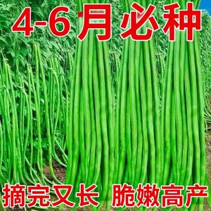 
Pick undefeated, early-maturing cowpea seeds, high-yielding and aging-resistant green striped river beans, long bean seeds, vegetable seeds