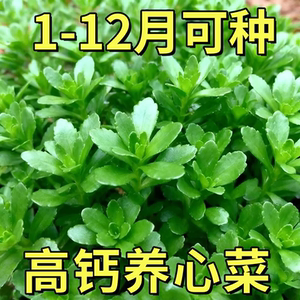 
High calcium cabbage seeds, cabbage rescue cabbage balcony four-season potted vegetables, easy to grow high-yielding vegetable health cabbage seeds