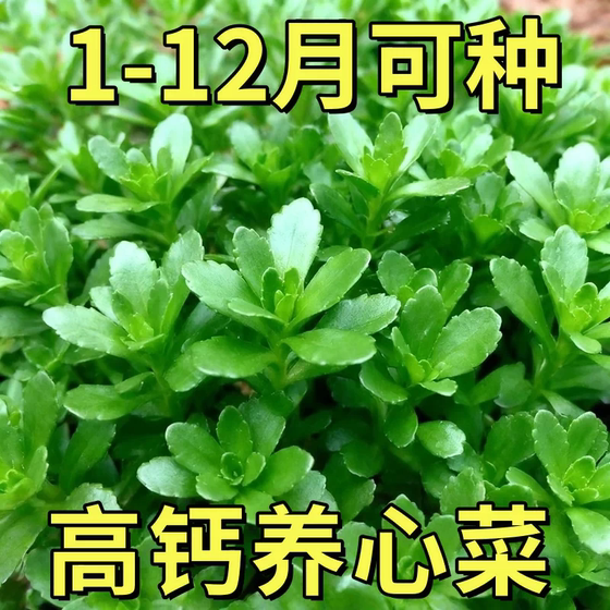 
High calcium cabbage seeds, cabbage rescue cabbage balcony four-season potted vegetables, easy to grow high-yielding vegetable health cabbage seeds